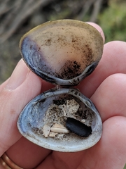 Polymesoda caroliniana