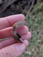 Polymesoda caroliniana