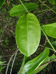 Passiflora ambigua