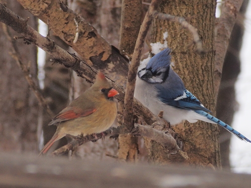 Northern Cardinal photographed in Michigan