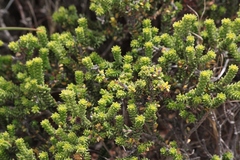 Diosma echinulata