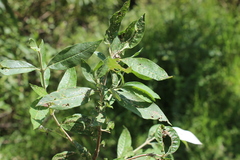 Buddleja parviflora