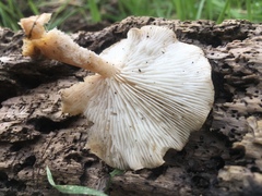 Clitocybe californiensis