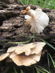 Clitocybe californiensis