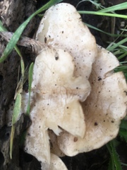 Clitocybe californiensis