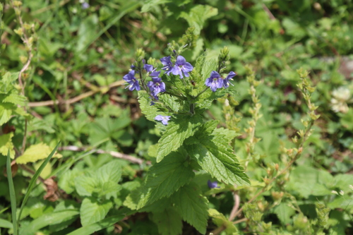 Image of Veronica laxa by (c) Edmundas Greimas, some rights reserved (CC BY)