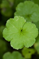 Hydrocotyle heteromeria