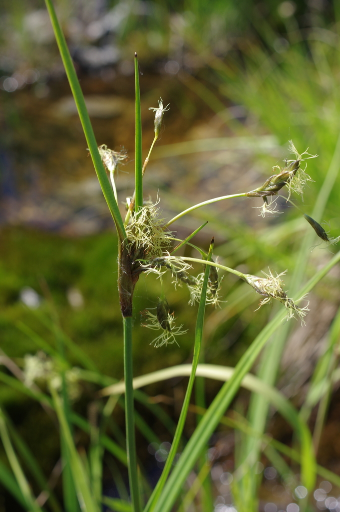 Scirpus maximowiczii