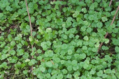 Hydrocotyle heteromeria