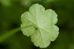 Hydrocotyle heteromeria