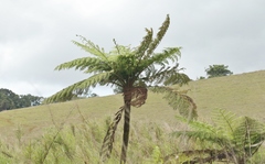 Cyathea cooperi