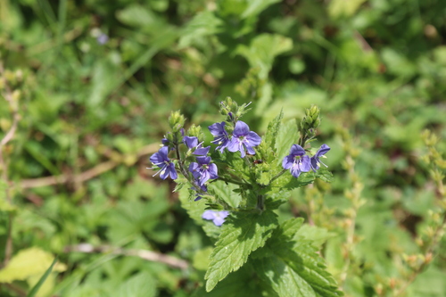 Image of Veronica laxa by (c) Edmundas Greimas, some rights reserved (CC BY)