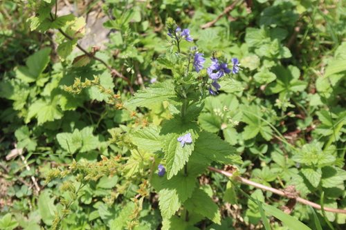 Image of Veronica laxa by (c) Edmundas Greimas, some rights reserved (CC BY)