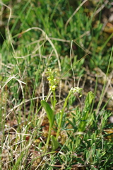 Platanthera tipuloides