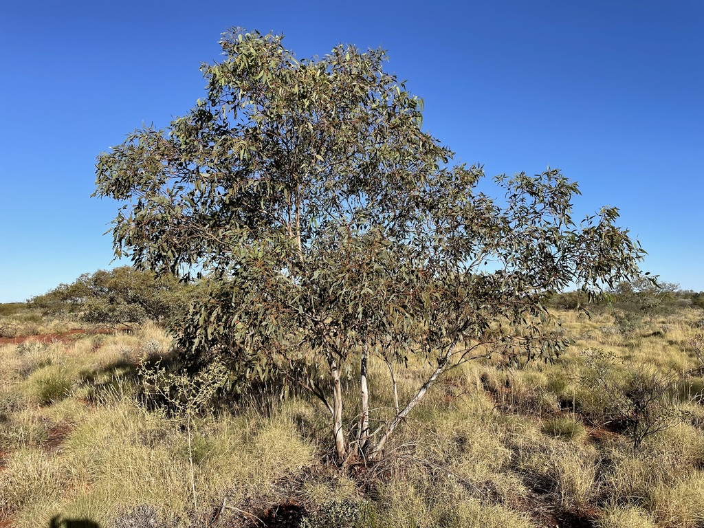 Eucalyptus rowleyi D.Nicolle & M.E.French