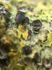 Xanthoriicola physciae