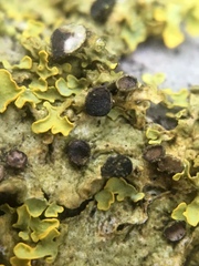 Xanthoriicola physciae