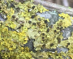 Xanthoriicola physciae