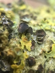 Xanthoriicola physciae