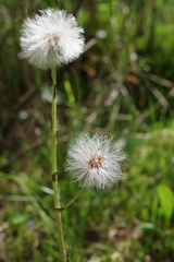 Endocellion sibiricum