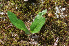 Endocellion sibiricum