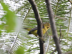 Vireo hypochryseus