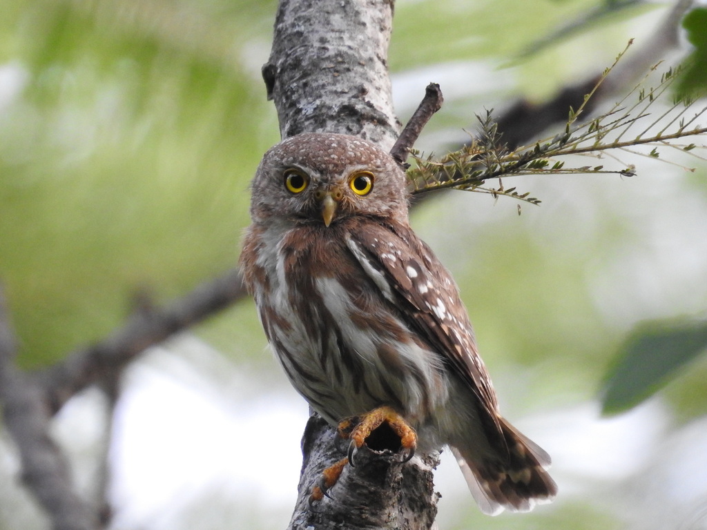 Colima Pygmy-Owl photo