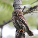 Colima Pygmy-Owl - Photo (c) Gera Guzman, some rights reserved (CC BY-NC), uploaded by Gera Guzman