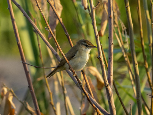 Carricero agrícola (Acrocephalus agricola)