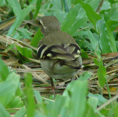 Dendronanthus indicus