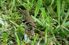 Dendronanthus indicus