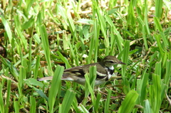 Dendronanthus indicus