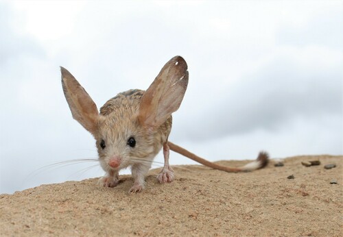 Long-eared Jerboa (Euchoreutes naso) — Least Concern Mammalia