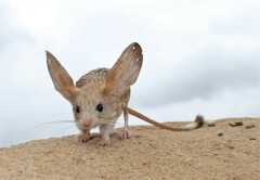 Long-Eared Jerboa photo 1