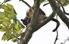 Dendrolagus lumholtzi