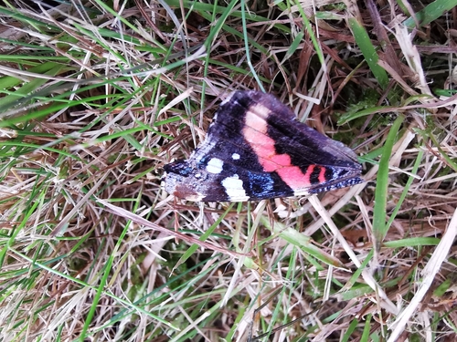 Vanessa atalanta