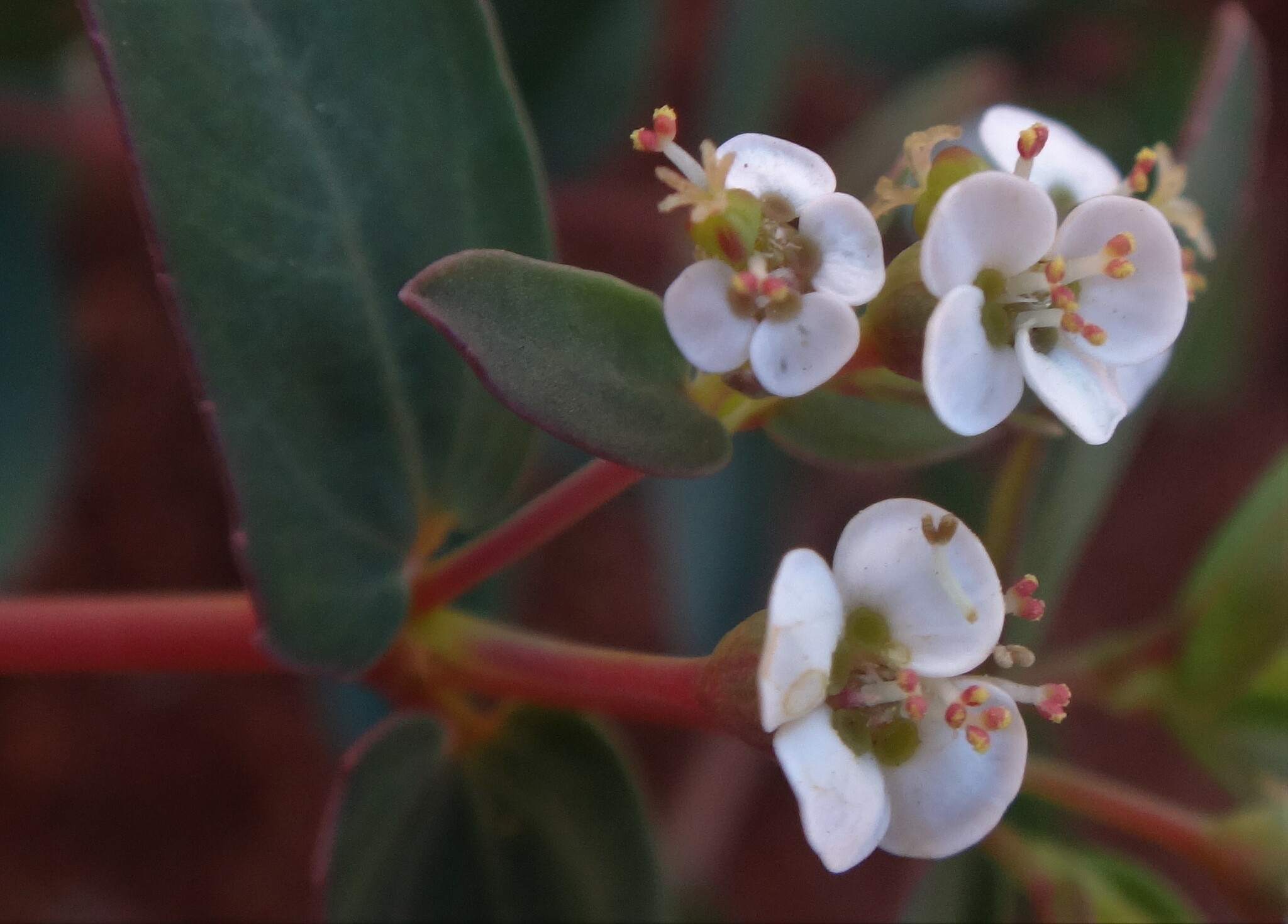 Euphorbia coghlanii