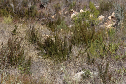 Image of Rhodocoma capensis by (c) Tony Rebelo, some rights reserved (CC BY-SA)