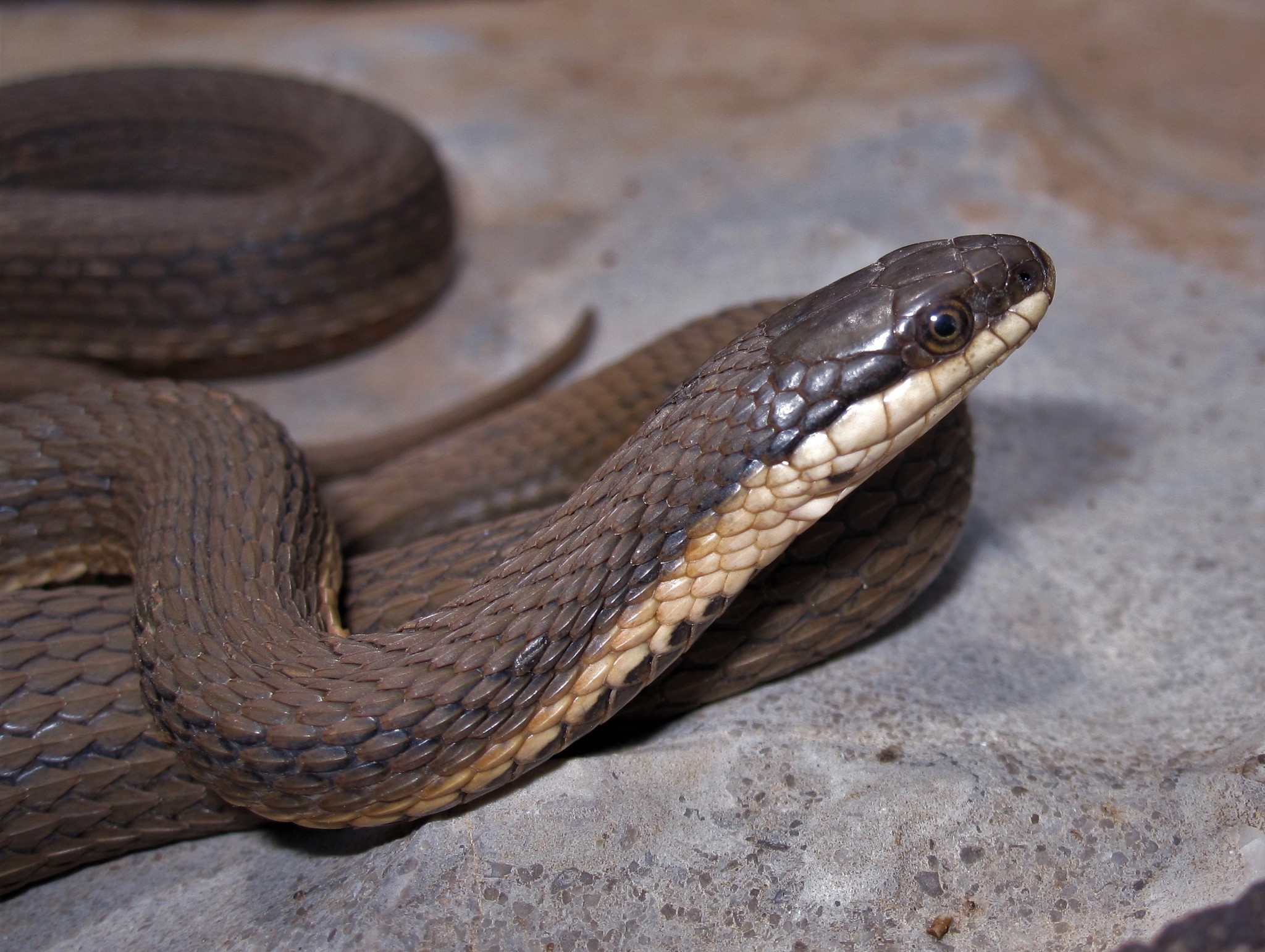 Cobra-indiana (Naja naja) · BioDiversity4All