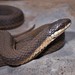Queensnake - Photo (c) Helen A. Czech, some rights reserved (CC BY-NC)