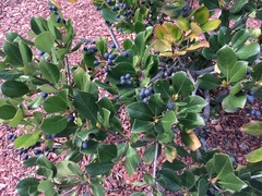 Angiospermae
