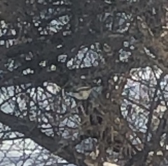 Poecile atricapillus