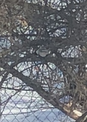 Poecile atricapillus