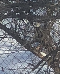 Poecile atricapillus