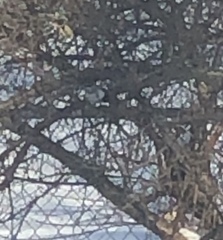 Poecile atricapillus