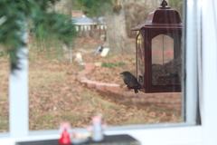 Spizella passerina passerina