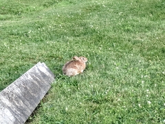 Sylvilagus floridanus
