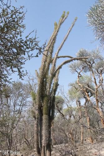 Didierea madagascariensis image