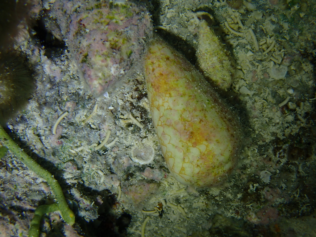 Omaria cone