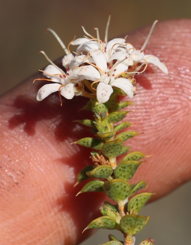 Image of Agathosma recurvifolia by (c) Tony Rebelo, some rights reserved (CC BY-SA)